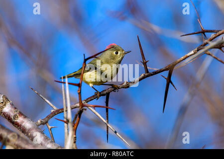 Ruby-Crowned Kinglet (Regulus calendula) arroccato nella struttura ad albero spinoso Foto Stock