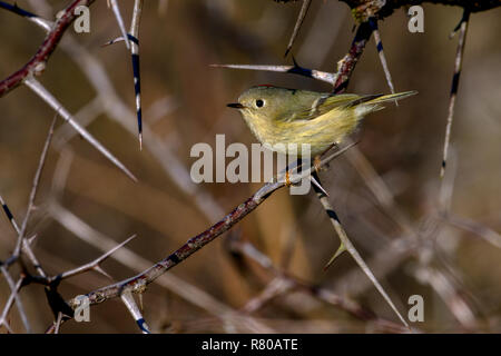 Ruby-Crowned Kinglet (Regulus calendula) arroccato nella struttura ad albero spinoso Foto Stock
