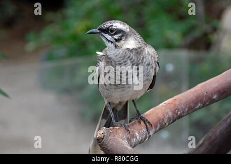 Long-tailed mockingbird seduta sul ramo Foto Stock