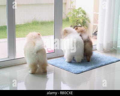 Tre pomerania cucciolo cani in cerca di casa per il proprietario, animali domestici in casa Foto Stock