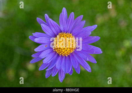 Alpine Aster, Blu Alpine Daisy (Aster alpinus), unico fiore. Parco Nazionale degli Alti Tauri, Carinzia, Austria Foto Stock