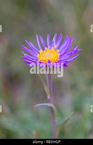 Alpine Aster, Blu Alpine Daisy (Aster alpinus), unico fiore. Parco Nazionale degli Alti Tauri, Carinzia, Austria Foto Stock