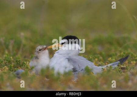 Fraticello (Sterna albifrons). Genitore con il pulcino. Germania Foto Stock