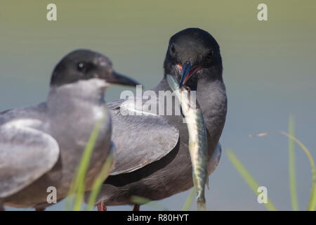 Black Tern (Chlidonias niger). Voce maschile offrendo il suo compagno un po' di Pike. Germania Foto Stock