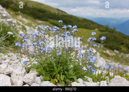 Dimenticare alpino-me-non (Myosotis alpestris), la fioritura delle piante. Parco Nazionale degli Alti Tauri, Carinzia, Austria Foto Stock