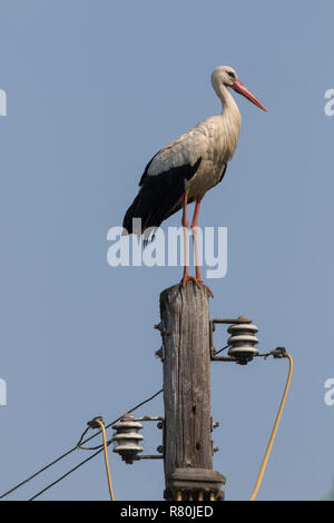 Unione Cicogna bianca (Ciconia ciconia). Adulto in piedi su un polo di alimentazione. Germania Foto Stock