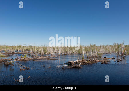 Riserva Naturale di borse Moor. Rinaurata torbiera. Bassa Sassonia, Germania Foto Stock