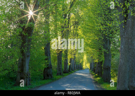 Grandi lasciava tiglio (Tilia platyphyllos). Tree avenue in primavera. Schleswig-Holstein, Deutschland Foto Stock