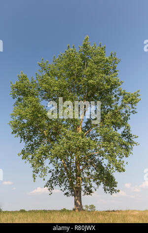 Pioppo nero (Populus nigra), albero solitario in estate. Germania Foto Stock