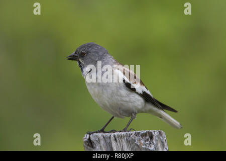 Bianco-winged Snowfinch (Montifringilla nivalis). Adulto in piedi su un post. Alpi, Austria Foto Stock