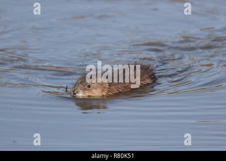 Topo muschiato (Ondatra zibethicus). Piscina per adulti. Germania Foto Stock