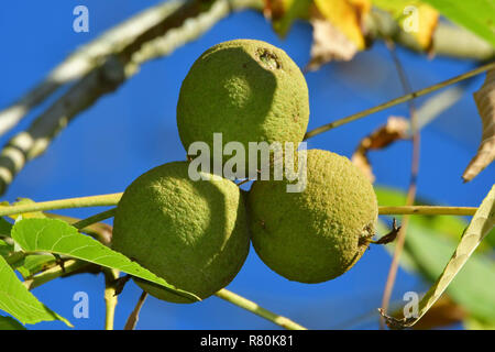 Noce Nero, noce canaletto (Juglans nigra). I frutti acerbi su un albero, visto contro il cielo blu. Germania Foto Stock
