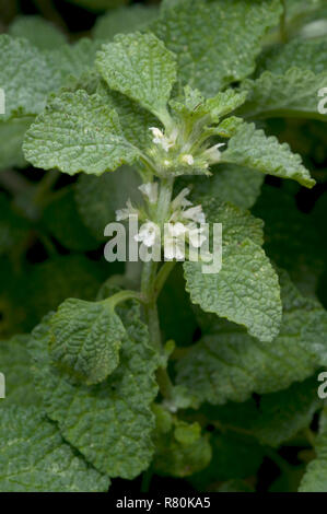 Marrubio bianco, Marrubio comune (Marrubium vulgare). Stelo con foglie e fiori. Germania Foto Stock