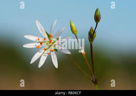 Grassleaf Starwort, Stitchwort comune (Stellaria graminea), levetta di fioritura. Germania Foto Stock