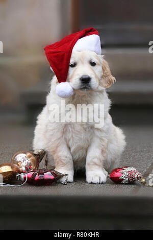 Golden Retriever. Cucciolo (7 settimane di età) indossa Santa Claus hat seduto accanto a Natale baubles. Germania Foto Stock