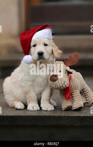 Golden Retriever. Cucciolo (7 settimane di età) indossa Santa Claus hat seduta accanto alle renne di peluche. Germania Foto Stock