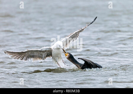 I capretti grande nero-backed Gull (Larus marinus) cercando di tirare in preda al di fuori di un grande cormorano gola. Danmark Foto Stock