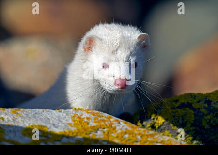 American visoni (Mustela vison, Neovison vison). Ritratto di albini adulti. Danmark Foto Stock