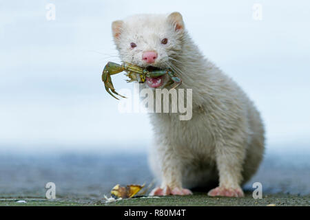 American visoni (Mustela vison, Neovison vison). Albino mangiare un granchio Shore (Carcinus maenas). Danmark Foto Stock