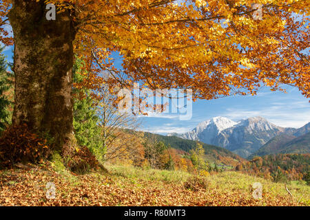 In faggio autunnale di paesaggio alpino con la montagna Hoher Goell in background. Berchtesgadener Land di Baviera, Germania Foto Stock