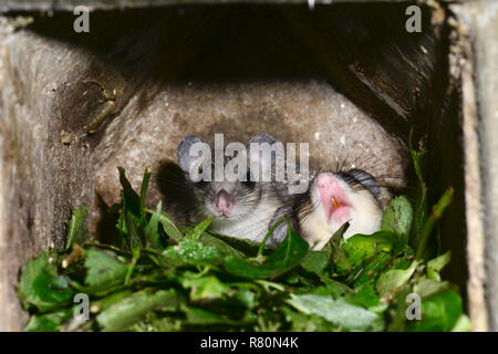 Moscardino commestibili (Glis glis). Genitore e bambino in appoggio e dormire nella scatola di nidificazione durante il giorno. Germania Foto Stock