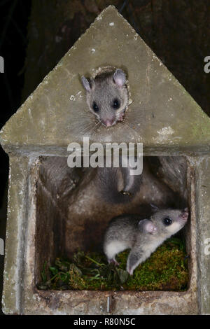 Moscardino commestibili (Glis glis). Due giovani di arrampicata in una scatola di nidificazione. Germania Foto Stock