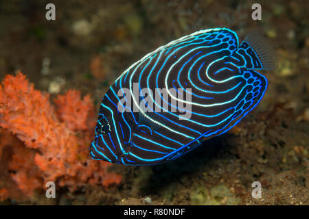 I capretti imperatore Angelfish (Pomacanthus imperator) sotto l'acqua, il Mare di Bali, Bali, Indonesia Foto Stock