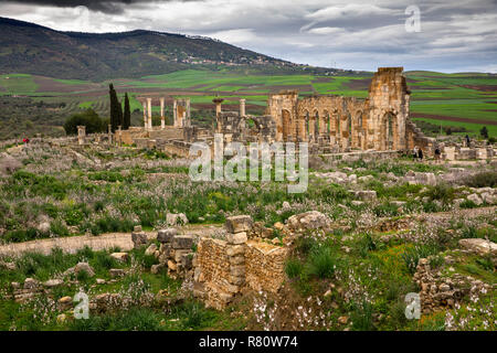 Il Marocco, Meknes, Volubilis città romana, fiori selvatici crescente tra i ruderi Foto Stock