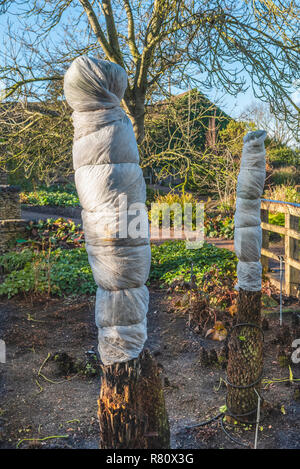 Tree fern avvolto con vello orticola, come protezione contro il freddo invernale e il gelo. Foto Stock