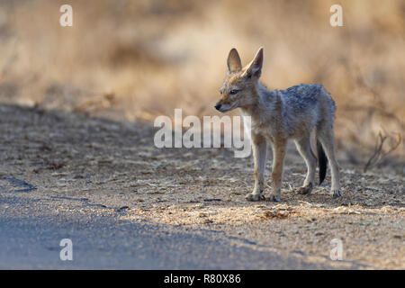 Nero-backed jackal (Canis mesomelas), cub, sul bordo di una strada asfaltata, osservando le frazioni, Kruger National Park, Sud Africa e Africa Foto Stock