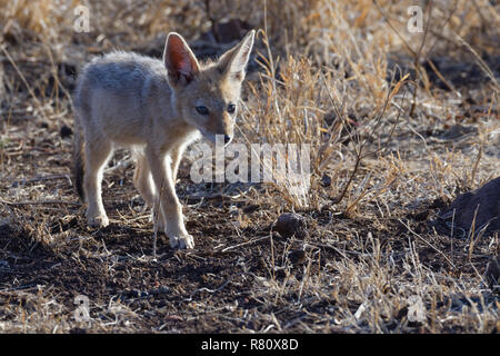 Nero-backed jackal (Canis mesomelas), cub, camminando sulla terra arida, Kruger National Park, Sud Africa e Africa Foto Stock