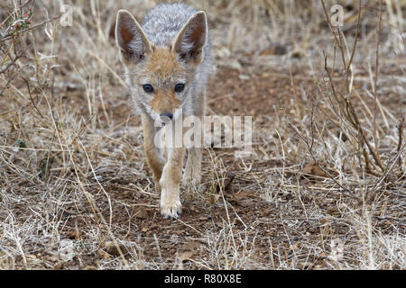 Nero-backed jackal (Canis mesomelas), cub, camminando sulla terra arida, Kruger National Park, Sud Africa e Africa Foto Stock