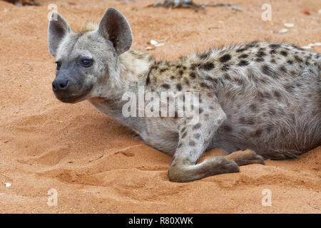 Spotted hyena (Crocuta crocuta), maschio adulto che giace sulla sabbia, avviso di mattina presto, Kruger National Park, Sud Africa e Africa Foto Stock