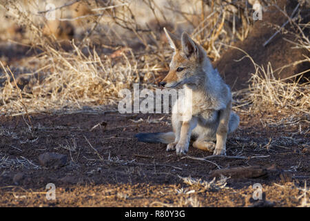 Nero-backed jackal (Canis mesomelas), seduta cub, osservando le frazioni, Kruger National Park, Sud Africa e Africa Foto Stock