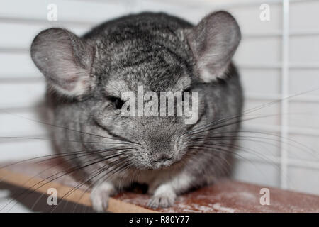 Grigio cincillà soffici seduto su una tavola di legno in una gabbia pet home Foto Stock