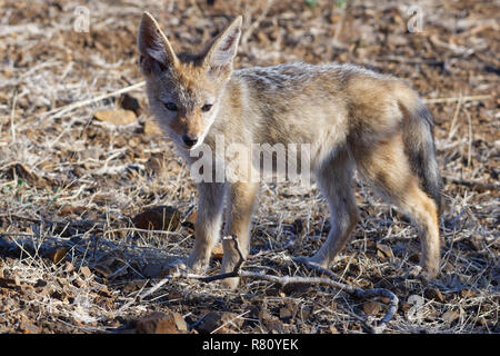 Nero-backed jackal (Canis mesomelas), cub, osservando le frazioni, Kruger National Park, Sud Africa e Africa Foto Stock