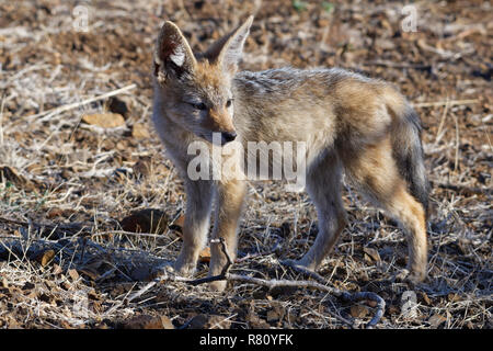 Nero-backed jackal (Canis mesomelas), cub, osservando le frazioni, Kruger National Park, Sud Africa e Africa Foto Stock