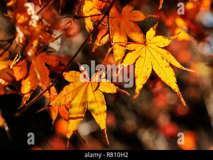 Acero giapponese (palmate maple )foglie in una giornata di sole , lascia con sette lobi e margini seghettati ,colori saturi , al di fuori della messa a fuoco lo sfondo Foto Stock