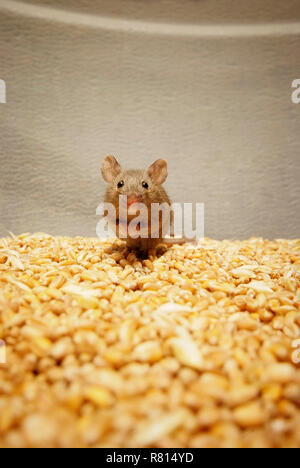 Casa mouse (Mus musculus) seduto su grani di grano, appare spaventato, Germania Foto Stock