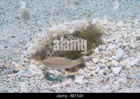 Grigio wrasse (Symphodus cinereus), maschio e femmina, sul nido, Mar Nero, Crimea, Ucraina Foto Stock