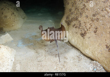 Stingray comune (Dasyatis pastinaca), Mar Nero, Crimea, Ucraina Foto Stock