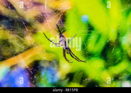 Nephilid (Nephila) si annida nella tela di ragno, Mystery Island, Vanuatu Foto Stock