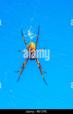 Nephilid (Nephila) si annida nella tela di ragno, Mystery Island, Vanuatu Foto Stock