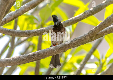 Rosso-sfiatato Bulbul [Pycnonotus cafer] Foto Stock