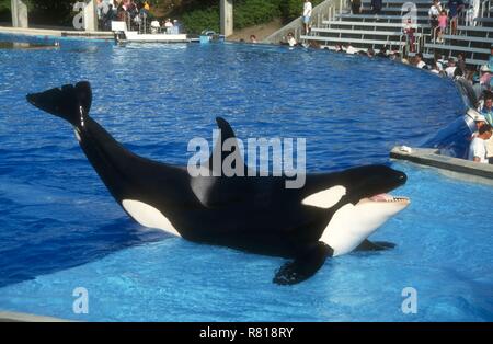 SAN DIEGO, CA - 11 Aprile: una balena killer (Orca) esegue in show on April 11, 1993 al SeaWorld di San Diego a San Diego, California. Foto di Barry re/Alamy Stock Photo Foto Stock