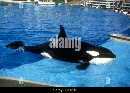 SAN DIEGO, CA - 11 Aprile: una balena killer (Orca) esegue in show on April 11, 1993 al SeaWorld di San Diego a San Diego, California. Foto di Barry re/Alamy Stock Photo Foto Stock