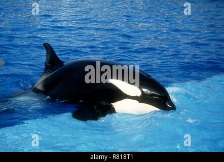 SAN DIEGO, CA - 11 Aprile: una balena killer (Orca) esegue in show on April 11, 1993 al SeaWorld di San Diego a San Diego, California. Foto di Barry re/Alamy Stock Photo Foto Stock