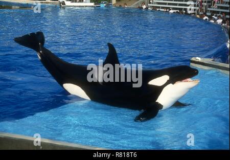 SAN DIEGO, CA - 11 Aprile: una balena killer (Orca) esegue in show on April 11, 1993 al SeaWorld di San Diego a San Diego, California. Foto di Barry re/Alamy Stock Photo Foto Stock