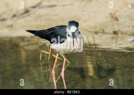Close-up di un Collo Nero Stilt (Himantopus mexicanus) Bird in esecuzione in acqua. Foto Stock