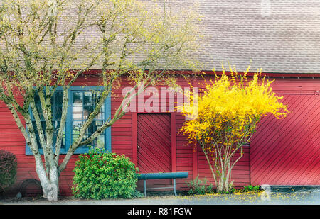 Yellow flowering bush and new green spring leaves strike a colorful contrast against a red building. Foto Stock